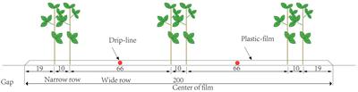 Optimization of planting date and irrigation strategy for sustainable cotton production